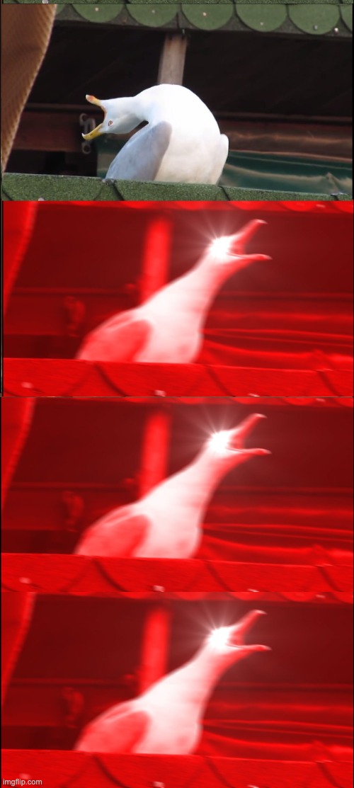 Inhaling Seagull Meme | image tagged in memes,inhaling seagull | made w/ Imgflip meme maker
