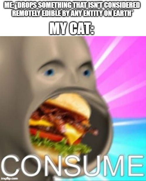 C O N S U M E | ME: *DROPS SOMETHING THAT ISN'T CONSIDERED 
REMOTELY EDIBLE BY ANY ENTITY ON EARTH*; MY CAT: | image tagged in meme man,memes,funny,cats,cat logic | made w/ Imgflip meme maker
