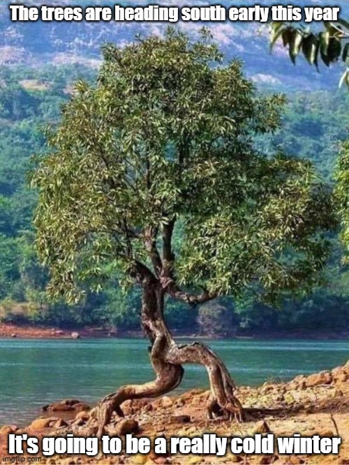 Migration | The trees are heading south early this year; It's going to be a really cold winter | image tagged in tree,south,winter is coming,leave | made w/ Imgflip meme maker