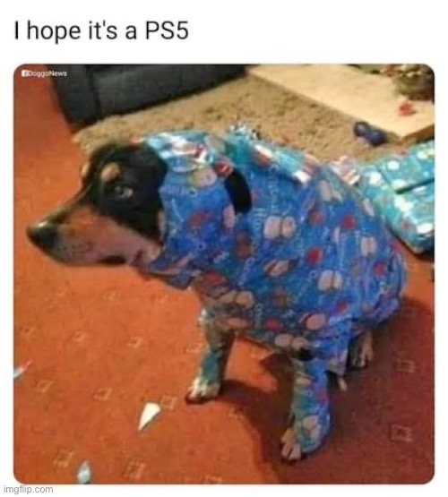 I’d take it even if it wasn’t a ps5. | image tagged in dog | made w/ Imgflip meme maker