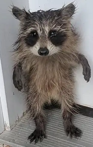 Jeffy Blank Meme Template