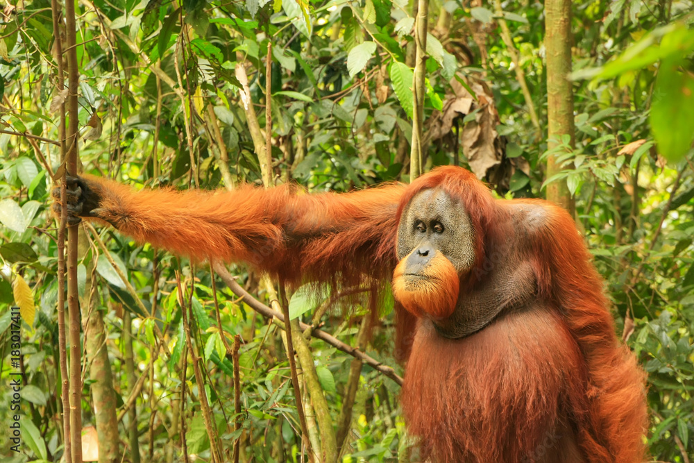 Orangutan Thinking Blank Meme Template