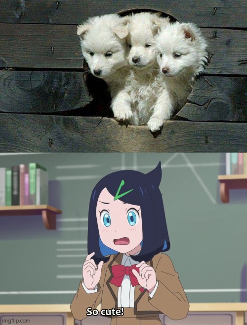 Everyone says Cerberus is a scary and dangerous dog, but how do they explain this one? | image tagged in cerberus,cute,dog | made w/ Imgflip meme maker