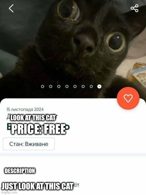 I wanted to to cheer you up because school is hell and this cat is cute | LOOK AT THIS CAT; PRICE: FREE; DESCRIPTION; JUST LOOK AT THIS CAT | image tagged in cats,memes,free,funny cats | made w/ Imgflip meme maker