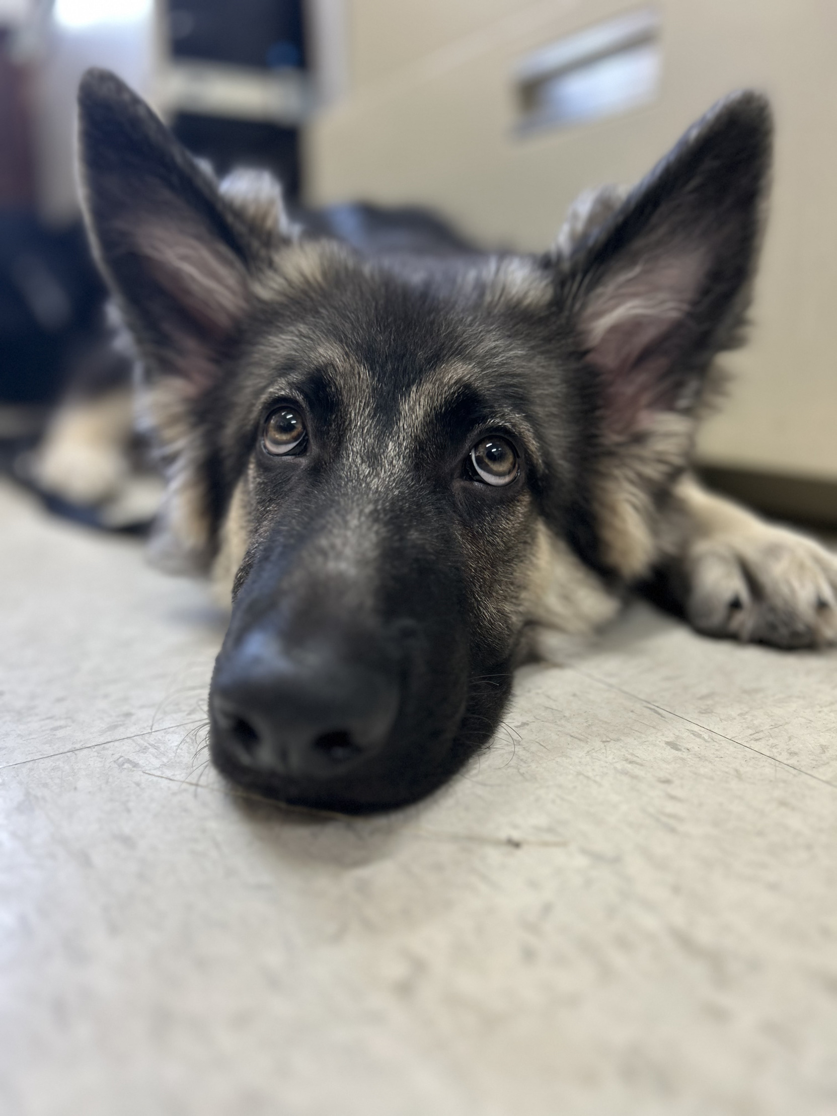 Ernie’s message Blank Meme Template