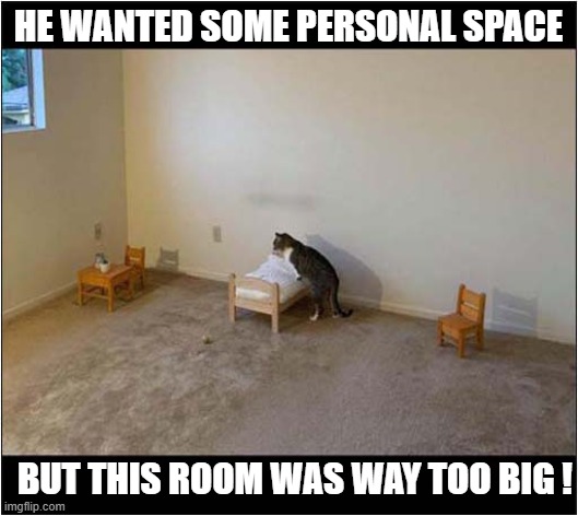 At Least He Got His Own Room | HE WANTED SOME PERSONAL SPACE; BUT THIS ROOM WAS WAY TOO BIG ! | image tagged in cats,too much,personal space | made w/ Imgflip meme maker