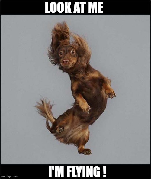 He Just Loves Trampolines ! | LOOK AT ME; I'M FLYING ! | image tagged in dogs,trampoline,flying | made w/ Imgflip meme maker