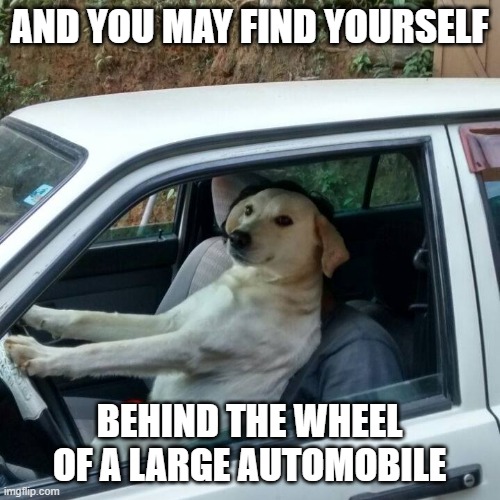 AND YOU MAY FIND YOURSELF BEHIND THE WHEEL OF A LARGE AUTOMOBILE | image tagged in dog driving | made w/ Imgflip meme maker