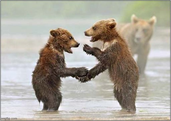 What Are They Arguing About ? | image tagged in bears,cubs,arguing | made w/ Imgflip meme maker