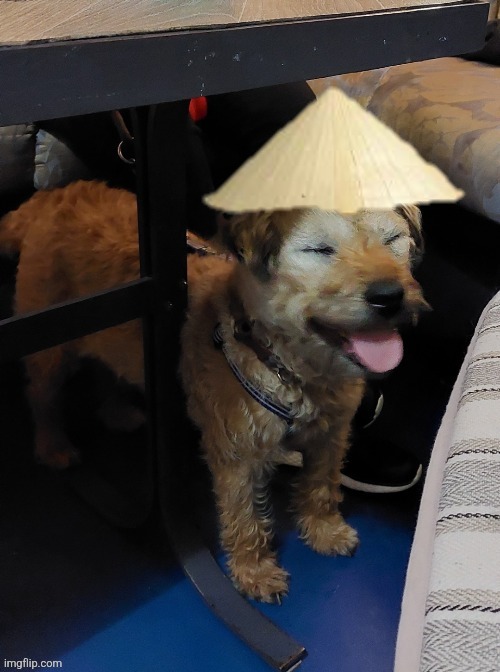 Chinese dog | image tagged in funny,dog | made w/ Imgflip meme maker