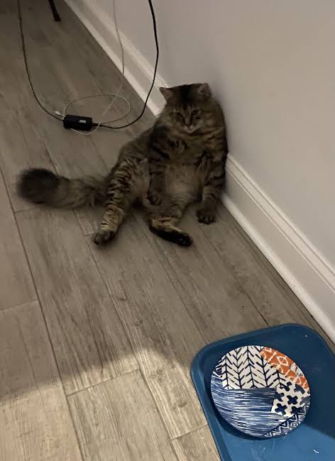 Empty plate cat Blank Meme Template