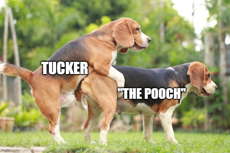 TUCKER "THE POOCH" | made w/ Imgflip meme maker