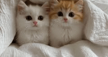 cute cats | image tagged in gifs,cute cat,adorable | made w/ Imgflip images-to-gif maker