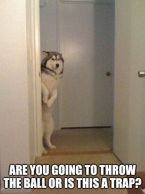 shy husky | ARE YOU GOING TO THROW THE BALL OR IS THIS A TRAP? | image tagged in shy husky | made w/ Imgflip meme maker