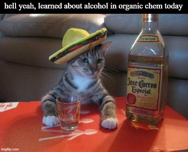 alcohol cat | hell yeah, learned about alcohol in organic chem today | image tagged in alcohol cat | made w/ Imgflip meme maker