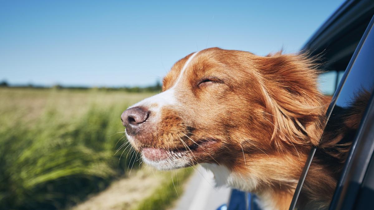 happy dog Blank Meme Template