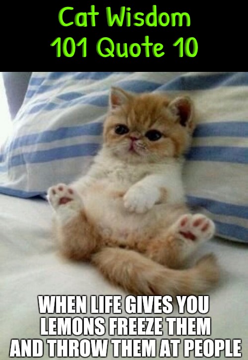 Cat Wisdom Quote 10 | Cat Wisdom 101 Quote 10 | image tagged in cats,funny cats,cute kitten,words of wisdom,quotes,funny memes | made w/ Imgflip meme maker