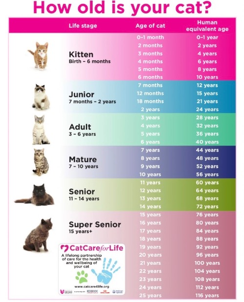 How Old Is Yours | image tagged in cats,charts,young,old,learning,age | made w/ Imgflip meme maker