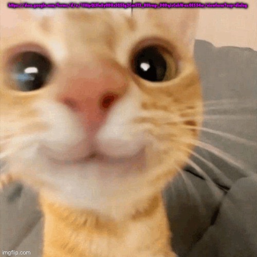 kitty | https://docs.google.com/forms/d/e/1FAIpQLSfa8yODUxSQ5Eg2Cca5TX_RUIrag-_DODqJsCahW-axOE554w/viewform?usp=dialog | image tagged in him | made w/ Imgflip meme maker