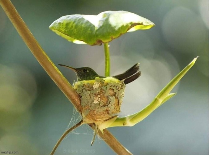 The Beauty...and Wonder of Nature | image tagged in vince vance,birds,nature,hummingbirds,umbrella,memes | made w/ Imgflip meme maker