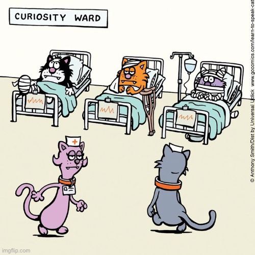 At least curiosity spared them this time… | image tagged in cats,comics,learn to speak cat,curiosity,animal hospital | made w/ Imgflip meme maker