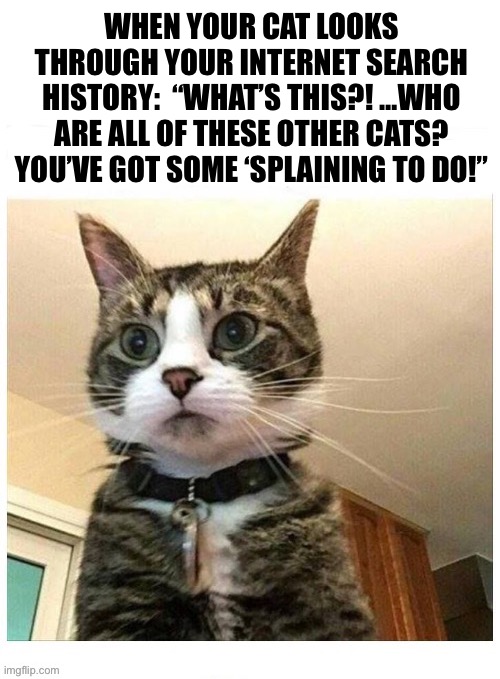 It’s not what you think… | WHEN YOUR CAT LOOKS THROUGH YOUR INTERNET SEARCH HISTORY:  “WHAT’S THIS?! …WHO ARE ALL OF THESE OTHER CATS? YOU’VE GOT SOME ‘SPLAINING TO DO!” | image tagged in cats,search history,other cats,who are they,splainin to do | made w/ Imgflip meme maker