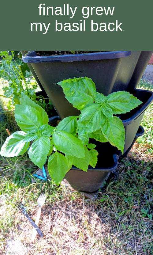 finally grew my basil back | made w/ Imgflip meme maker