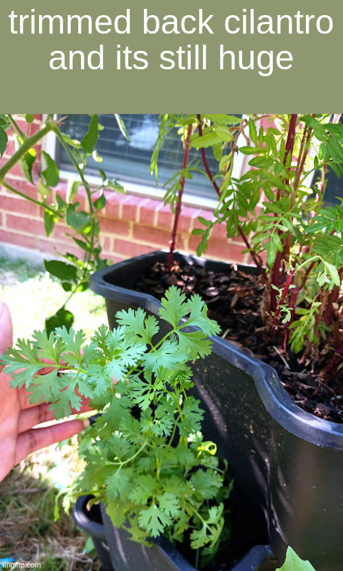 trimmed back cilantro and its still huge | made w/ Imgflip meme maker