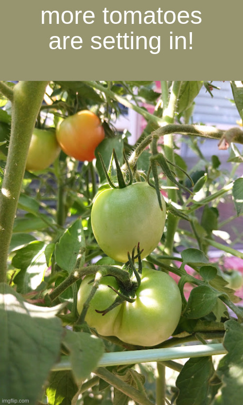 more tomatoes are setting in! | made w/ Imgflip meme maker
