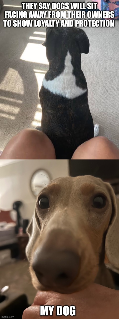 Dog Loyalty | THEY SAY DOGS WILL SIT FACING AWAY FROM THEIR OWNERS TO SHOW LOYALTY AND PROTECTION; MY DOG | image tagged in dog,loyalty,funny meme,daschund | made w/ Imgflip meme maker