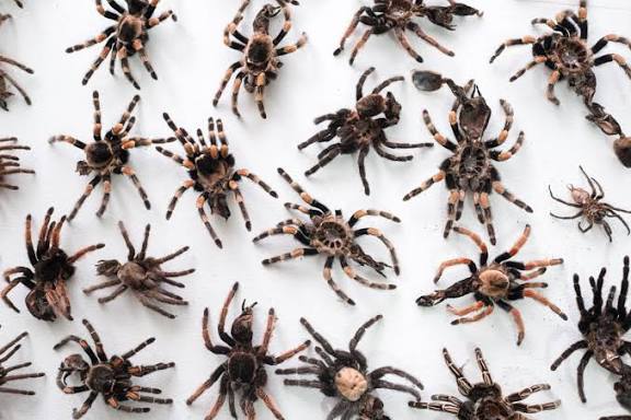 Spider Swarm Blank Meme Template