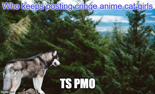 Husky | Who keeps posting cringe anime cat girls; TS PMO | image tagged in husky | made w/ Imgflip meme maker