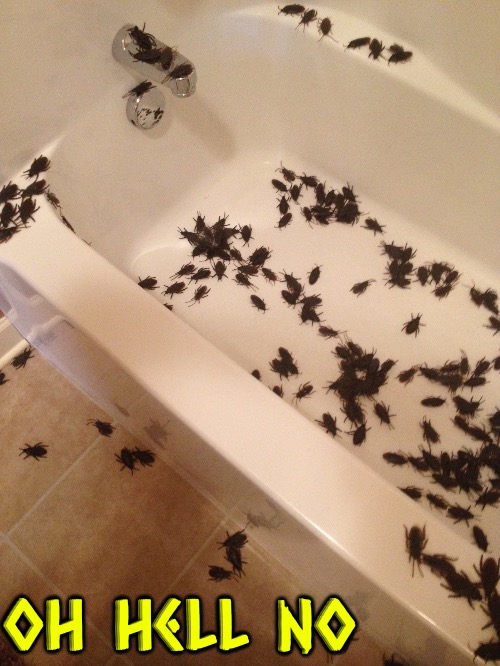 Cockroaches Galore | Oh hell no | image tagged in oh hell no,nope nope nope,nope,cockroaches,bathtub,gross | made w/ Imgflip meme maker