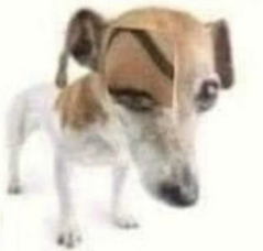 dog raising eyebrow Blank Meme Template
