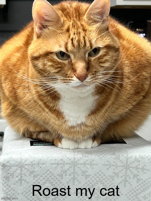 Sorry if this breaks the "Roastme thing" rule, but yea. | Roast my cat | made w/ Imgflip meme maker