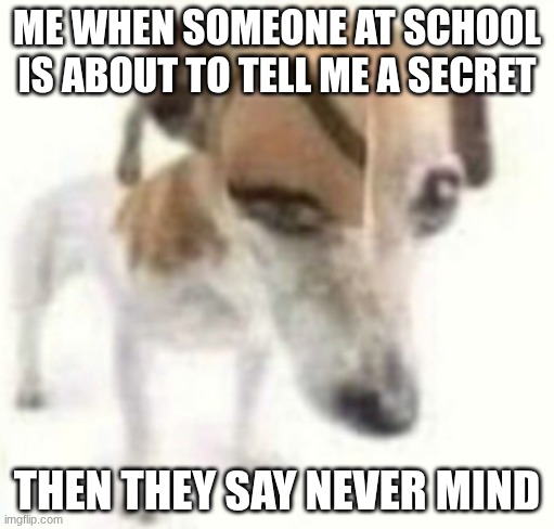 tell me | ME WHEN SOMEONE AT SCHOOL IS ABOUT TO TELL ME A SECRET; THEN THEY SAY NEVER MIND | image tagged in dog raising eyebrow | made w/ Imgflip meme maker