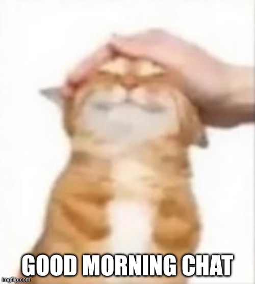 Cat being petted | GOOD MORNING CHAT | image tagged in cat being petted | made w/ Imgflip meme maker