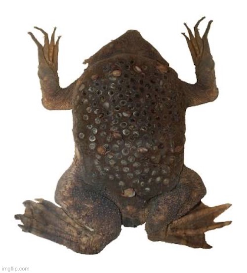 Surinam toad | made w/ Imgflip meme maker