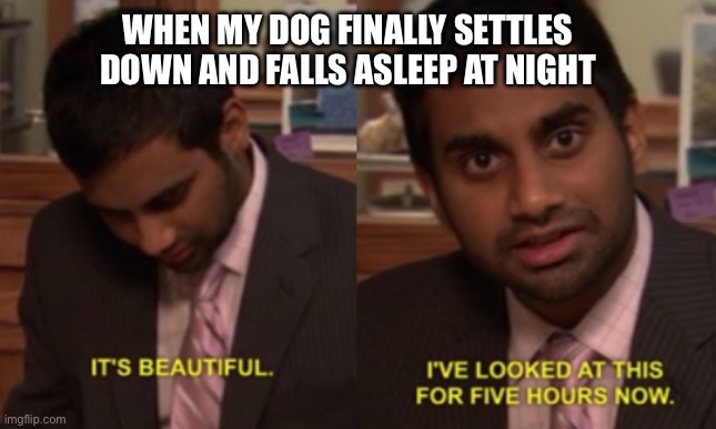 I've looked at this for 5 hours now | WHEN MY DOG FINALLY SETTLES DOWN AND FALLS ASLEEP AT NIGHT | image tagged in i've looked at this for 5 hours now | made w/ Imgflip meme maker