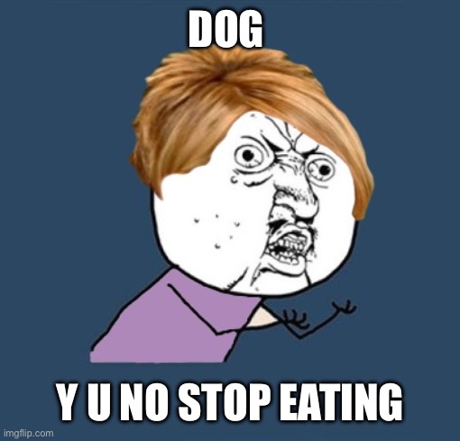 Y u no Karen | DOG; Y U NO STOP EATING | image tagged in y u no karen | made w/ Imgflip meme maker