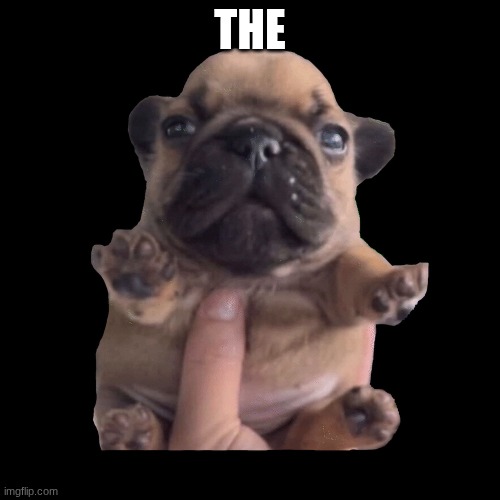 ft | THE | image tagged in pibble | made w/ Imgflip meme maker