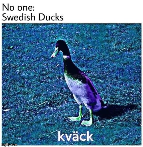 Kvackers | image tagged in up duck,duck,sweden,quack | made w/ Imgflip meme maker