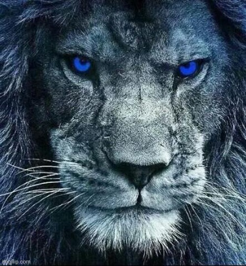 detroit lions | image tagged in detroit lions | made w/ Imgflip meme maker