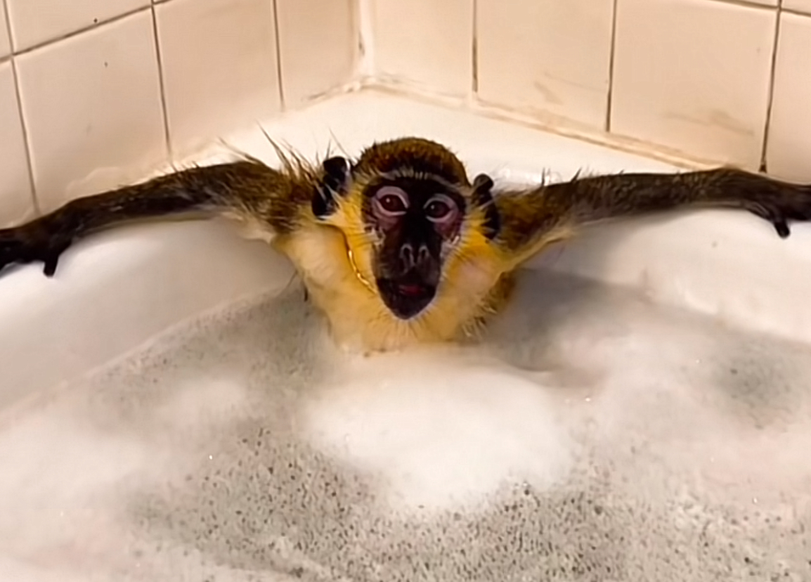 Monkey Sybau Blank Meme Template