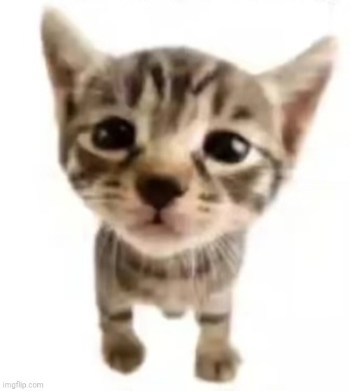 Kitten posting | image tagged in el gatito | made w/ Imgflip meme maker