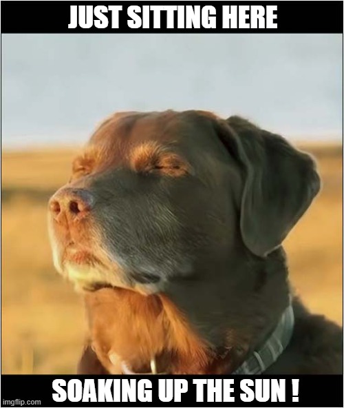 Getting Your Priorities Right ! | JUST SITTING HERE; SOAKING UP THE SUN ! | image tagged in dogs,labrador,sun bathing | made w/ Imgflip meme maker