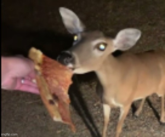 hi chat, look at this cute deer <3 | image tagged in nothing to see here,don't look at image name | made w/ Imgflip meme maker