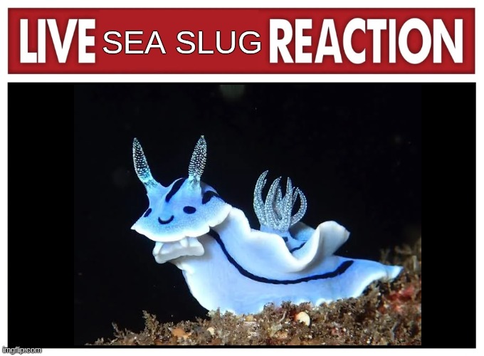 slug | SEA SLUG | image tagged in live reaction | made w/ Imgflip meme maker