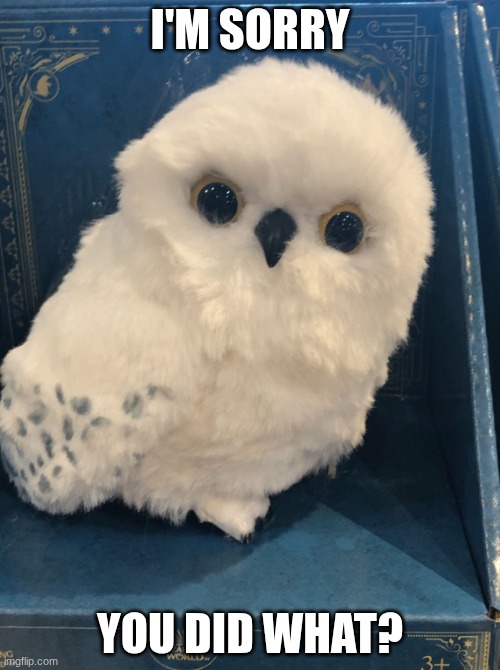 You Did WHAT??? | I'M SORRY; YOU DID WHAT? | image tagged in you did what,owl | made w/ Imgflip meme maker