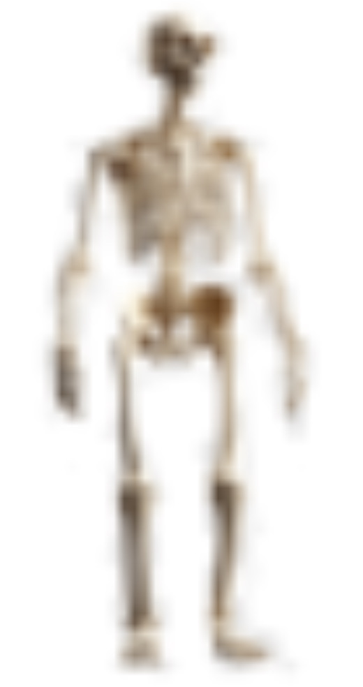 High quality skeleton Blank Meme Template
